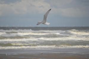 a seagull flying over the ocean on a beach at Huisjes aan zee in De Haan