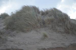 a mound of grass on top of a sand hill at Huisjes aan zee in De Haan