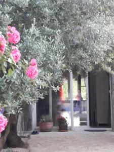 un arbre avec des roses roses devant un bâtiment dans l'établissement La Vigne Des Heures Claires, à Saint-Nazaire-dʼAude