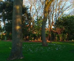A garden outside Roker Seafront Apartments 