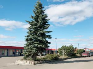 a large pine tree in front of a building at Canadian Motel North Battleford in North Battleford