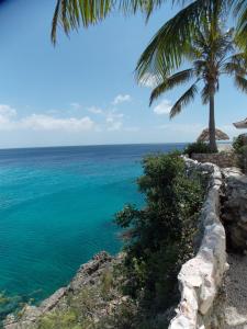 a palm tree sitting on top of a cliff next to the ocean at Bon Bini Lagun Curacao in Lagun