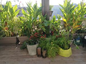 uma sala cheia de plantas em baldes em Floorplan B - 208 em Turim