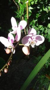 A garden outside La ginestra Chia B&B