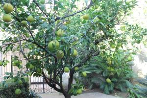 un arbre avec beaucoup de fruits verts sur lui dans l'établissement La Lanciolla, à Maddaloni