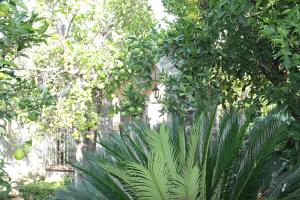 Zahrada ubytování La Lanciolla