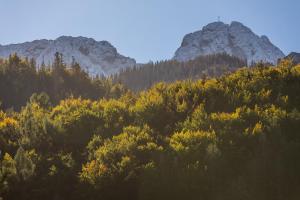 a hillside with trees and mountains in the background at Rent like home - Krzeptówki in Zakopane