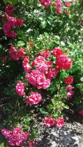 eine Gruppe rosa Rosen in einem Garten in der Unterkunft de Mielgong in Boazum