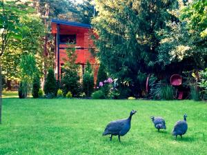 trzy ptaki stojące w trawie na podwórku w obiekcie Domek w Długosiodle w mieście Długosiodło