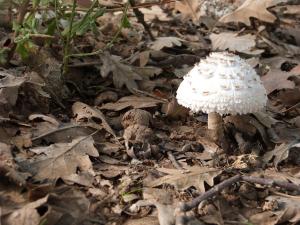 a white mushroom on the ground in the leaves at Hotel Rural El Caseron de Linarejos in Linarejos