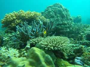 an underwater picture of a coral reef at Playa Encantada Beach Resort in El Nido