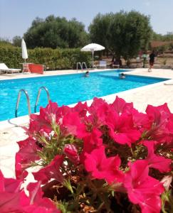 a bunch of pink flowers in front of a swimming pool at Antiche Dimore TerraRossa in Alberobello