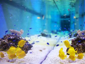 un aquarium avec du poisson jaune dans l'eau dans l'établissement Hotel Universal Port, à Osaka