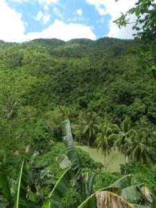a view of a jungle with a river and palm trees at Nuts Huts in Loboc