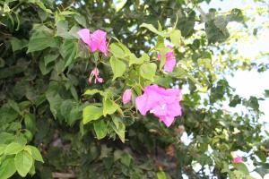 a group of pink flowers on a tree at Samson΄s Village in Perissa
