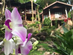 Ein Garten an der Unterkunft Phi Phi Green Hill Resort