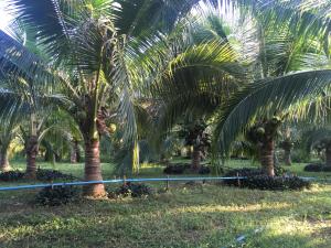a group of palm trees in a field at The Coconut Hotel in Lampang