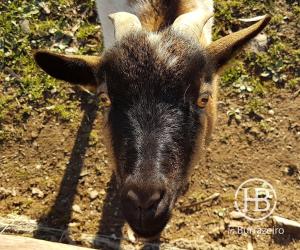 Una cabra está mirando a la cámara. en Herdade do Burrazeiro, en Borba