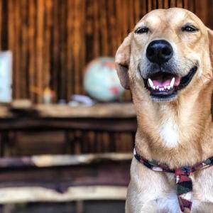 a dog is wearing a collar and smiling at Hotel Descalzo in Zipolite