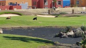 Kép Villa Brisa Golf Salinas szállásáról Caleta De Fustéban a galériában