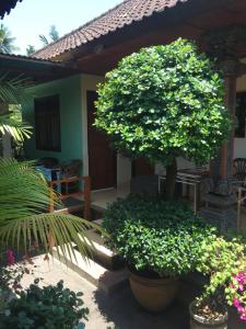 スミニャックにあるナディアリットの植木家の前の木