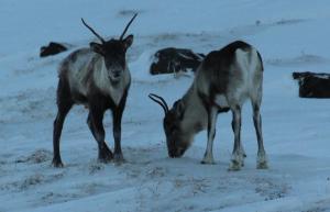Animale la sau în apropiere de acest hotel