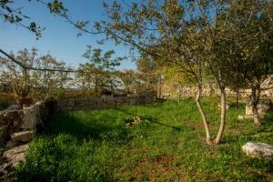 a stone wall in a field with a tree at tranquil beautiful house כליל השחר- צימרים קסומים במיקום מרגיע למשפחות וזוגות in Clil