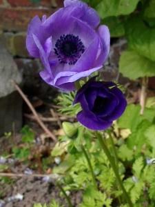 Zahrada ubytování Ferienwohnung unterm Reetdach