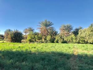 Écologie oasis tafilalt CHEZ L' HABITANT 야외 정원