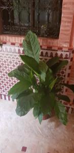 una planta verde sentada junto a una pared de ladrillo en Hotel Salsabil en Marrakech