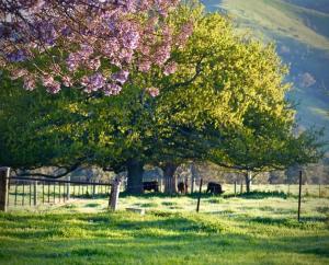 uma árvore com flores cor-de-rosa num campo em Alexandra Farmstay em Alexandra