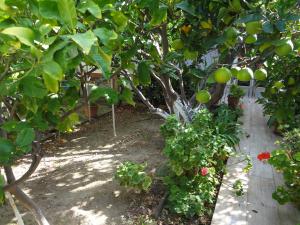 Сад в Cozy Citrus Garden House by the Seaside.
