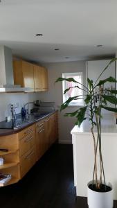 eine Küche mit Topfpflanze in einer Küche in der Unterkunft Drag 171 Villa Sjödal in Drag