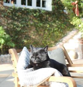 a black cat sitting on a chair with a blanket at Domaine Saint Clair - Le Donjon in Étretat