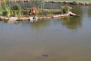 a teddy bear sitting on the edge of a body of water at Quinta dos Poetas Nature Hotel & Apartments in Olhão