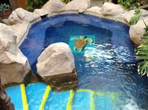 a pool with a turtle painted on the side of it at Hotel el Fuerte in El Fuerte
