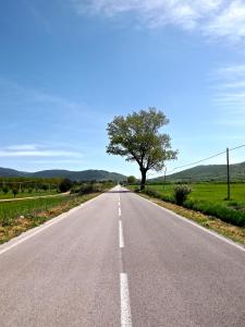 an empty road with a tree in the middle at Hotel Yria in Vieste