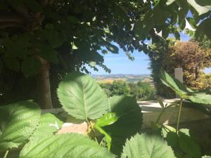 a large green leafy plant with a view at Eden Lilli B&B in La Pieve