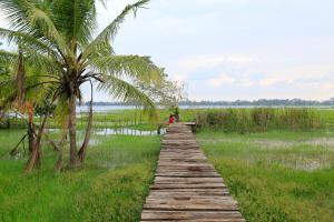 a wooden pathway through a marsh with a palm tree at Tara Watergate in Tissamaharama