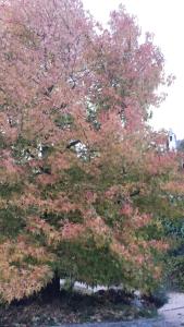 un grande albero con foglie rosse e arancioni sopra di Le Lierre a Châtillon