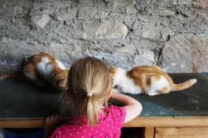 Domácí mazlíčci ubytovaní s hosty v ubytování KENDLGUT Appartements am BioBauernhof inklusive unbegrenztem Eintritt in die Alpentherme