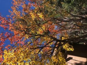 Foto dalla galleria di Junipine Resort a Sedona
