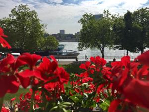 a group of red flowers in front of a body of water at Altstadthotel Hayk am Rhein in Cologne