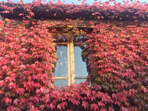 a window covered in red flowers on a building at Green House in Lagodekhi