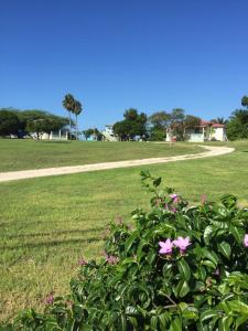 um arbusto com flores cor-de-rosa num parque em Waikiki Guest House em Treasure Beach