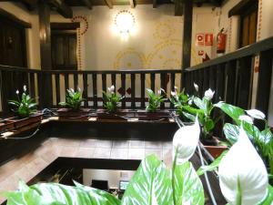 a row of plants on a table in a building at Oasis Backpackers' Hostel Granada in Granada +72 photos