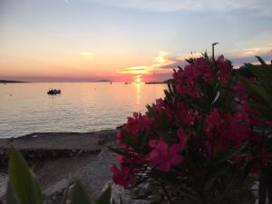 a sunset over a body of water with pink flowers at Apartmani Hržan-Keglević in Mandre