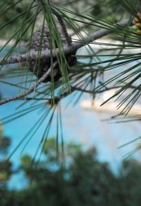 a bird is sitting on a pine tree branch at Hotel Art Media in Herceg-Novi