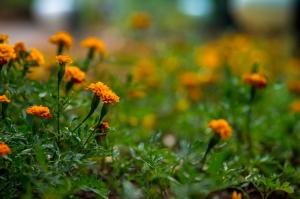 a bunch of orange flowers in a field at ARTS IN Hotel Conde Carvalhal in Funchal