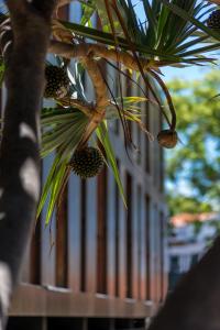 a close up of a pineapple tree with a building in the background at ARTS IN Hotel Conde Carvalhal in Funchal